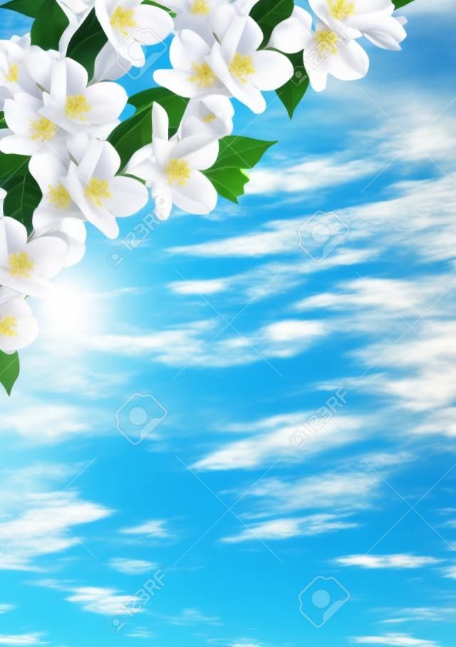 rama de flores de jazmín sobre un fondo de cielo azul con nubes