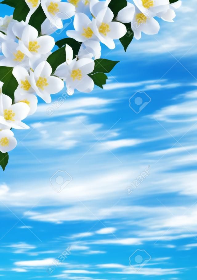 tak van jasmijn bloemen op een achtergrond van blauwe lucht met wolken