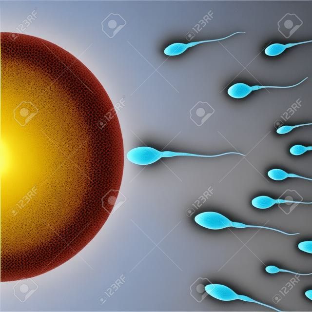 Fertilización. Inseminación de células de óvulos humanos por células de esperma. Vista microscópica de la esperma y el óvulo
