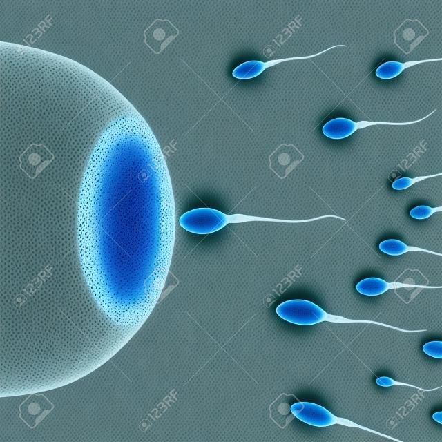 Fertilización. Inseminación de células de óvulos humanos por células de esperma. Vista microscópica de la esperma y el óvulo