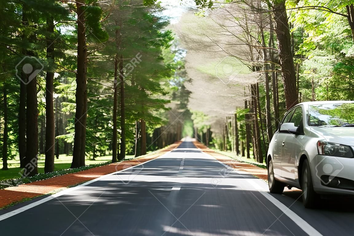Driving car on a forest asphalt road among trees