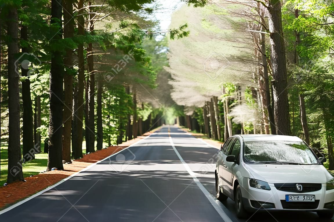 Antreiben des Autos auf einem Waldasphaltstraße unter Bäumen
