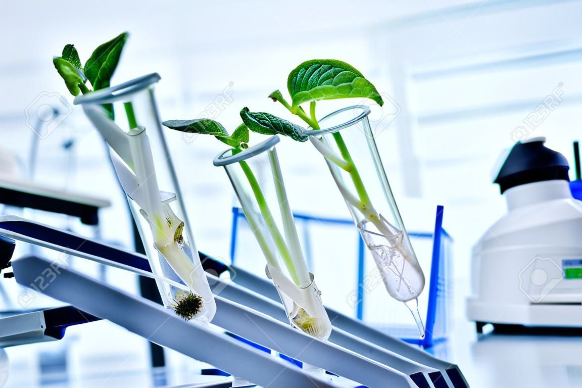 유전자 변형 식물은 새로운 식물 육종 방법을 탐구하는 생태학 실험실 테스트를 거쳤습니다.