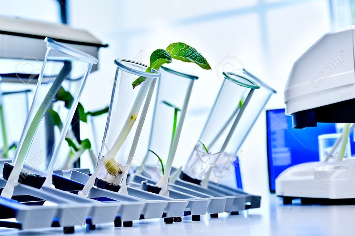 Testato su piante geneticamente modificate. Laboratorio ecologico che esplora nuovi metodi di riproduzione vegetale.