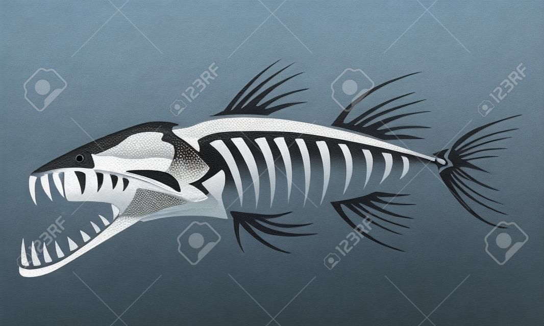 梭子鱼的骨架