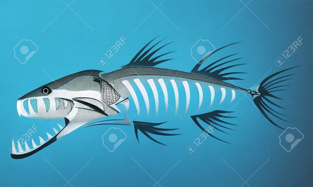 Barracuda esqueleto
