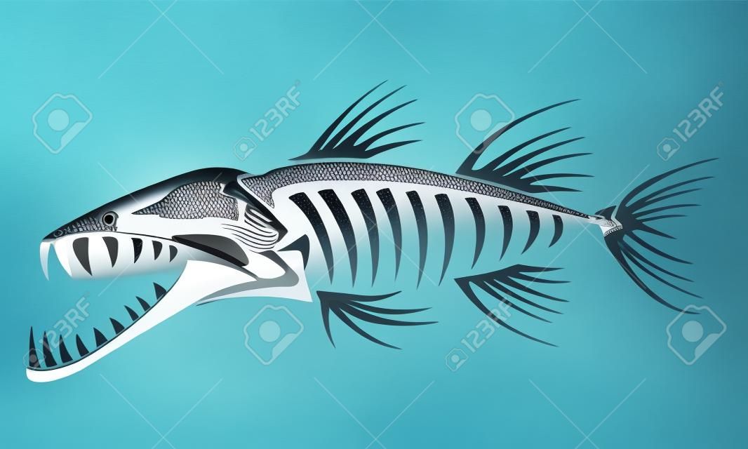 Szkielet Barracuda
