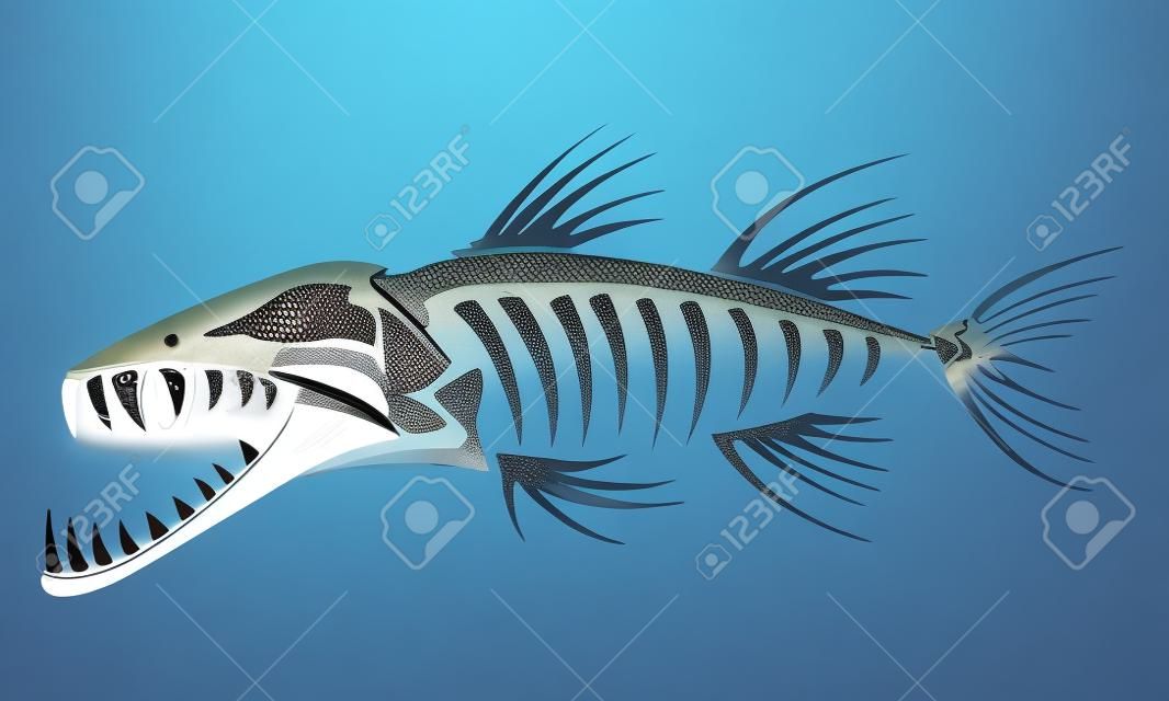 Скелет Barracuda