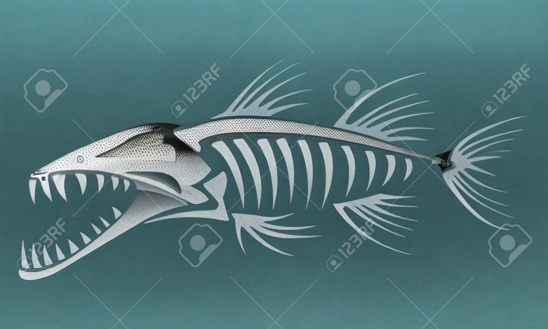 梭子鱼的骨架