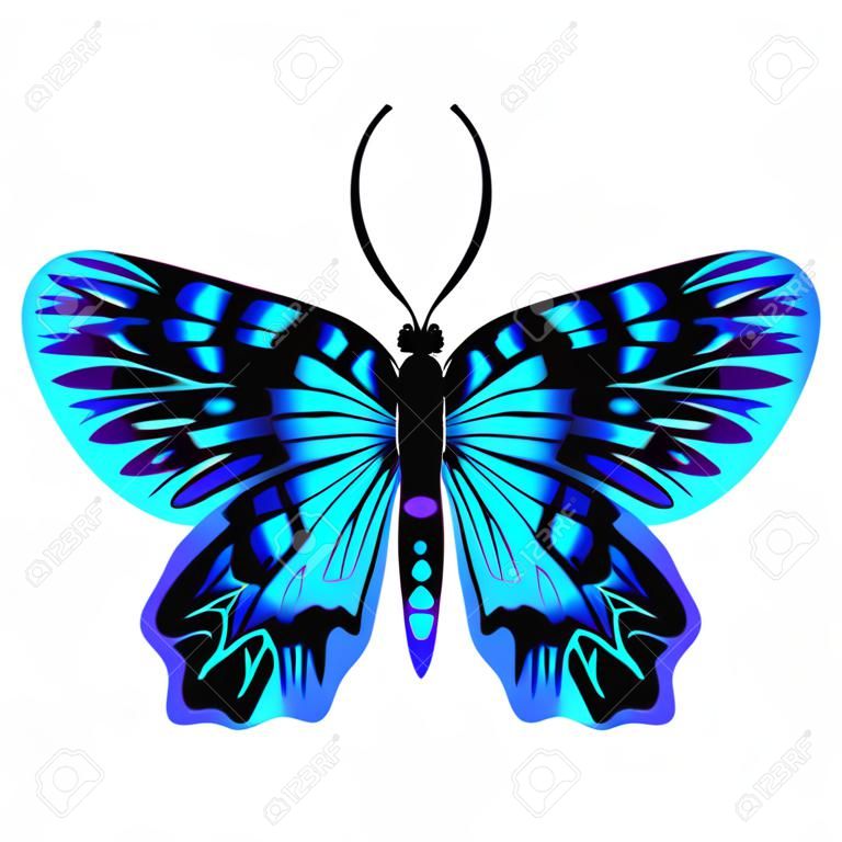 Bella farfalla blu brillante. Illustrazione vettoriale isolata.