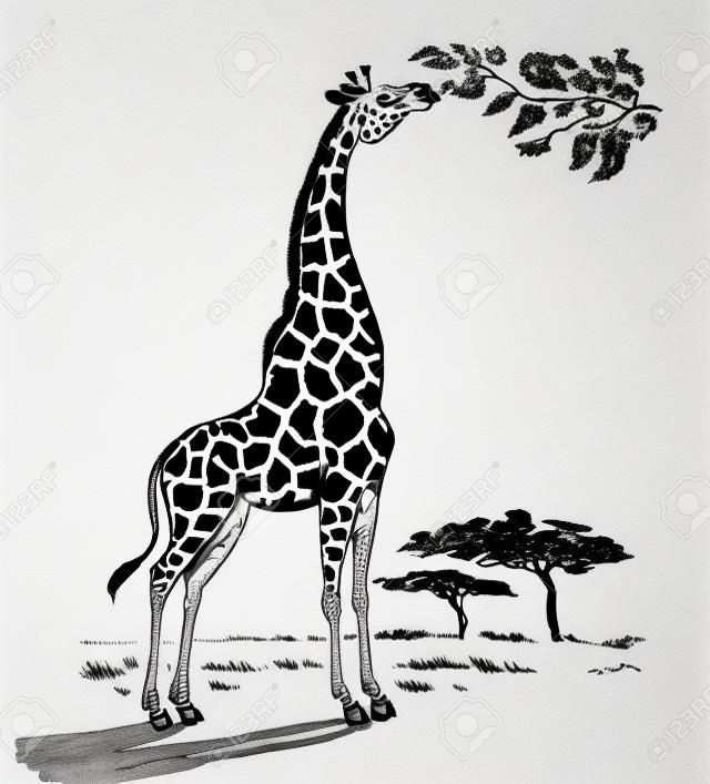 Girafa animal que come folhas da árvore na savana. Desenho preto e branco da tinta