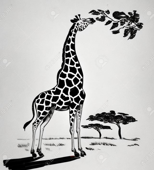 Giraffe dier eten bladeren van de boom in de savanne. Inkt zwart en wit tekening