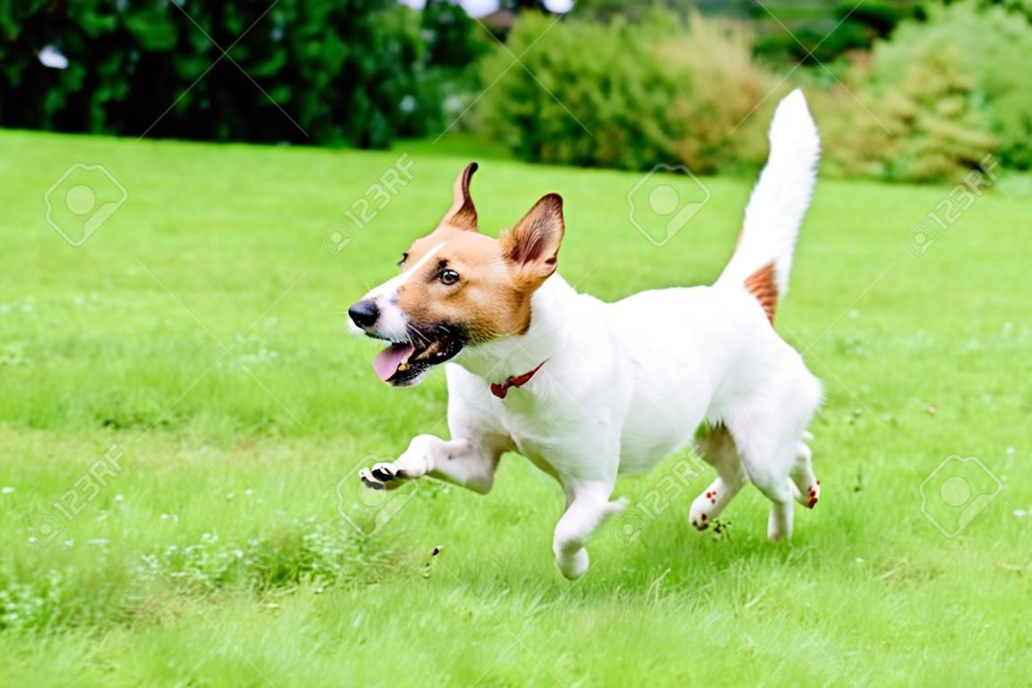 Happy dog ??pet running on a lawn