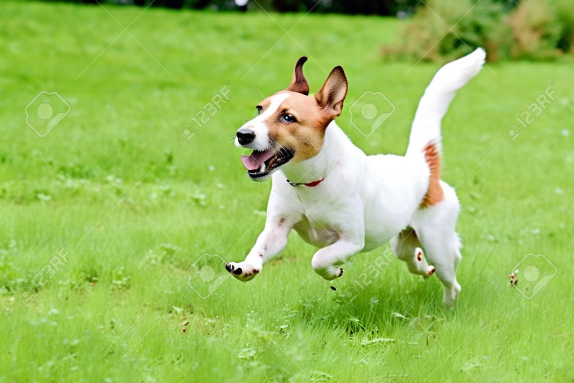 Happy dog ??pet running on a lawn