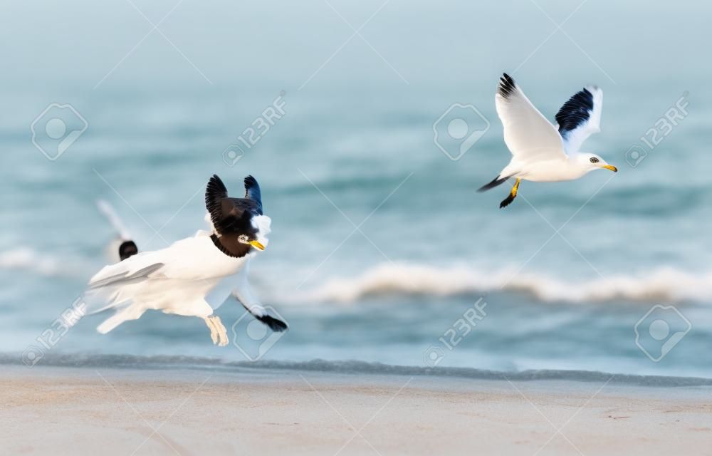 Naughty Dog chassant l'oiseau mouette jouant sur la plage