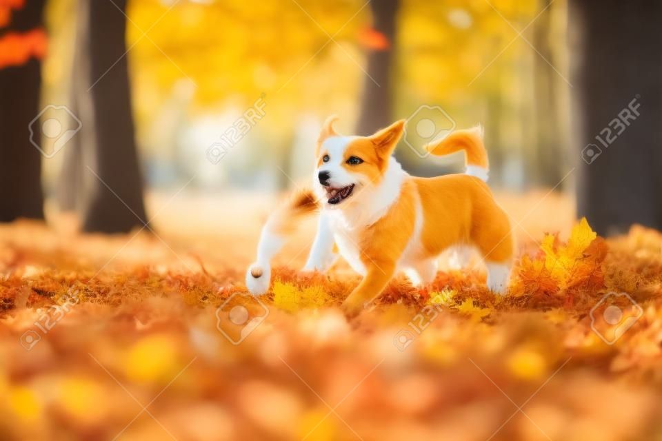 Haushund im schönen Herbstpark, der mit Spielzeugseil für Tauziehen spielt