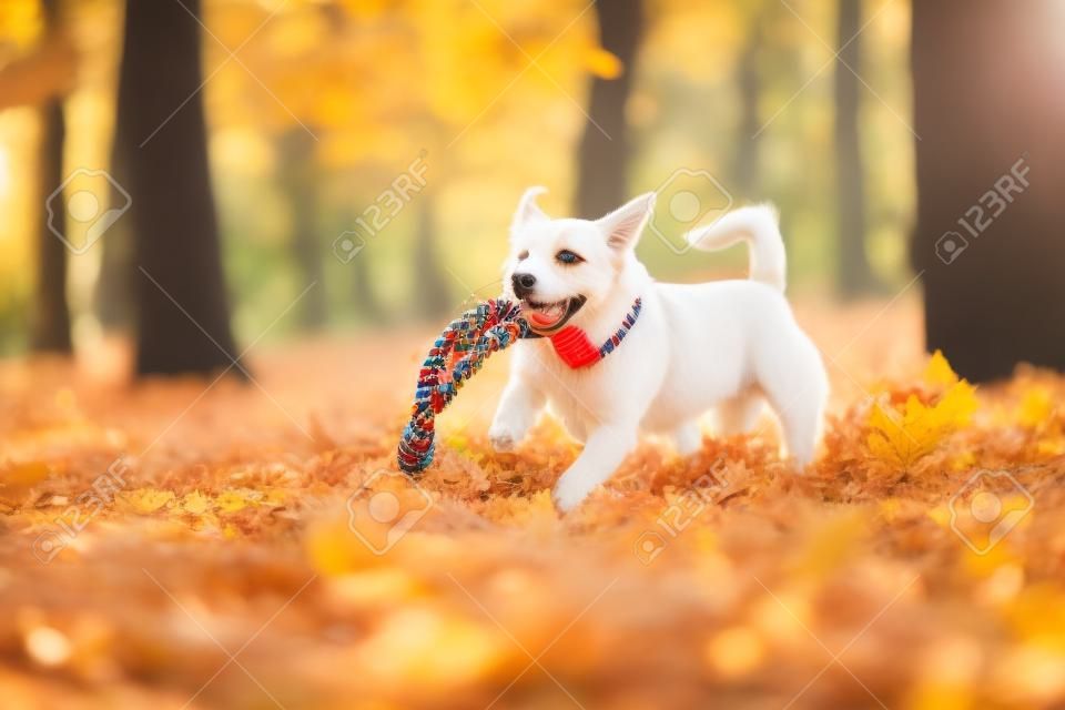 Cane domestico nel bellissimo parco autunnale che gioca con la corda giocattolo per il gioco del tiro alla fune