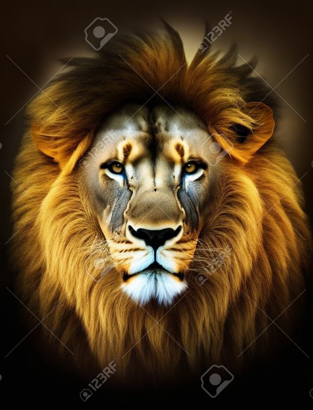 Retrato de enorme hermoso león africano masculino contra el fondo negro