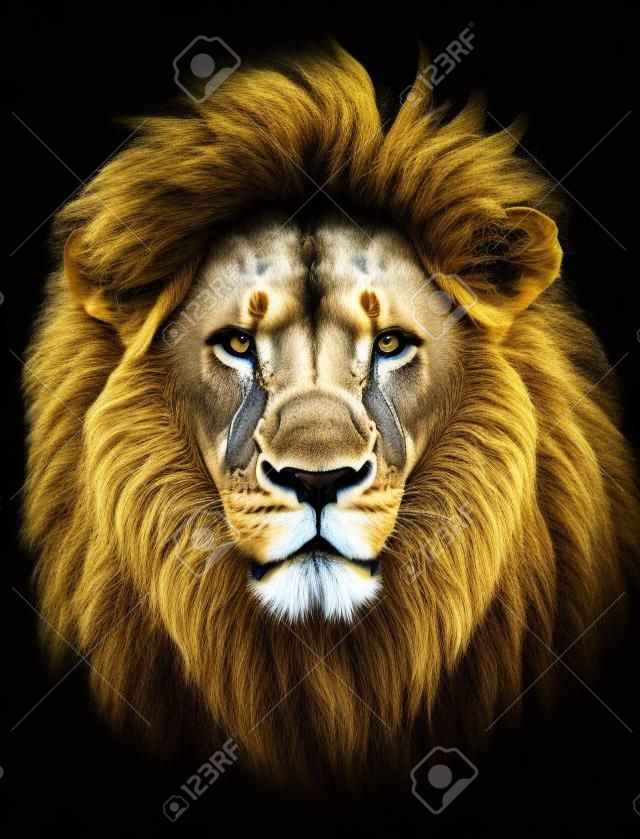 Retrato de enorme hermoso león africano masculino contra el fondo negro
