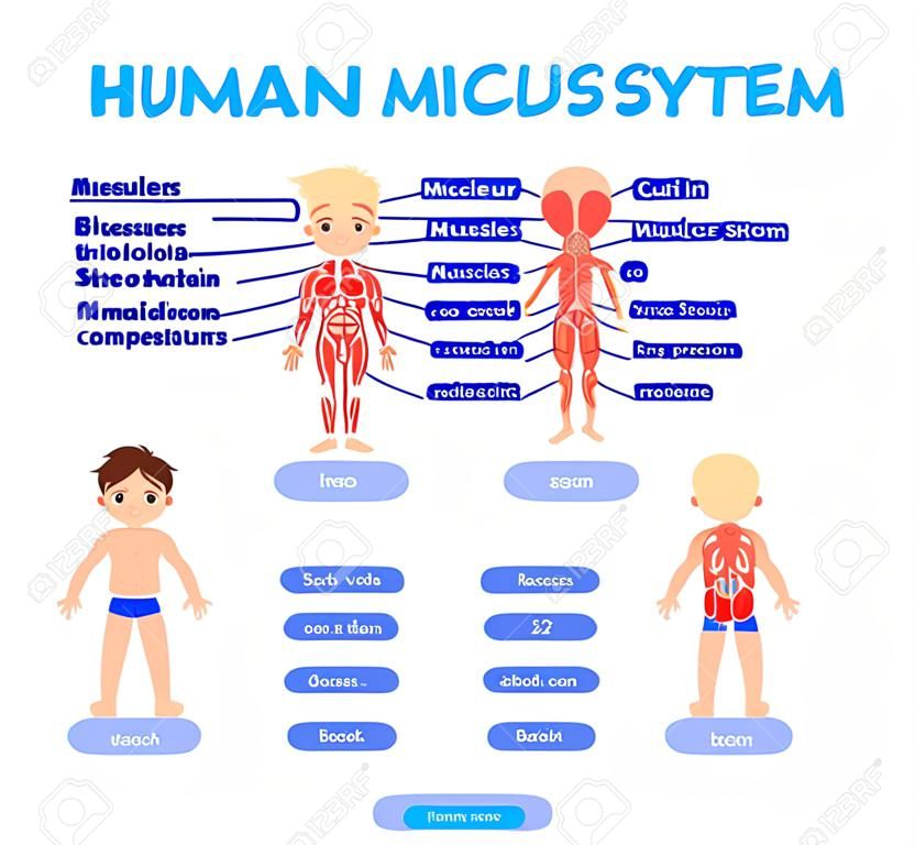Human Muscular System and Cute Boy in a Cartoon style for School Children. Front Back View. Name of Muscles. Poster for Biology, Anatomy Lesson. Illustration for Medicine and Healthcare Design. Vector