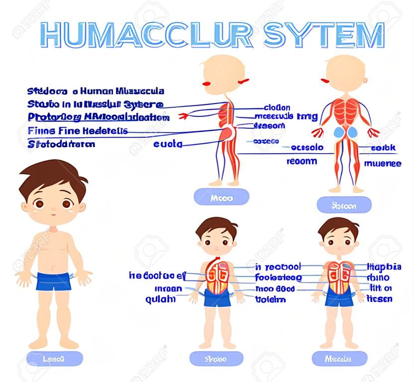 Human Muscular System and Cute Boy in a Cartoon style for School Children. Front Back View. Name of Muscles. Poster for Biology, Anatomy Lesson. Illustration for Medicine and Healthcare Design. Vector