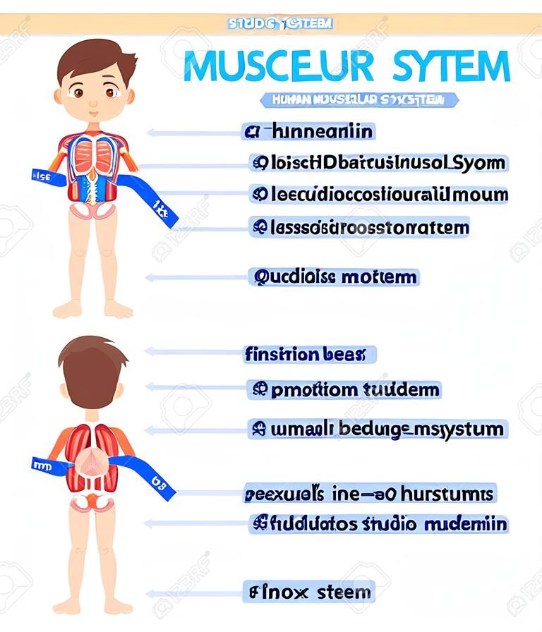 hoja de trabajo del diagrama del sistema muscular