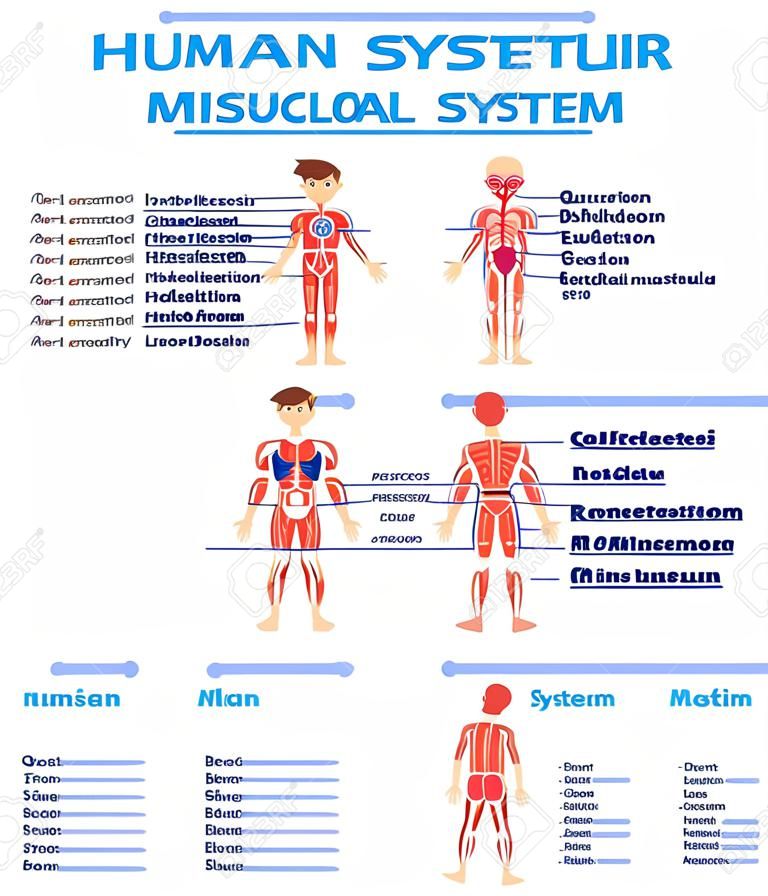 hoja de trabajo del diagrama del sistema muscular