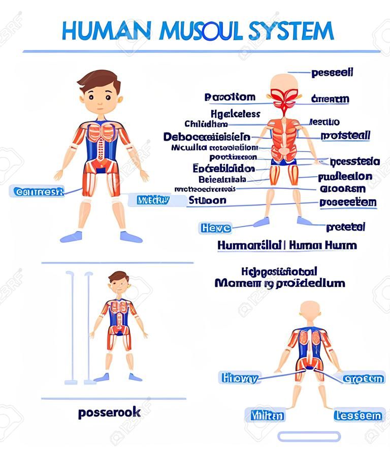 hoja de trabajo del diagrama del sistema muscular