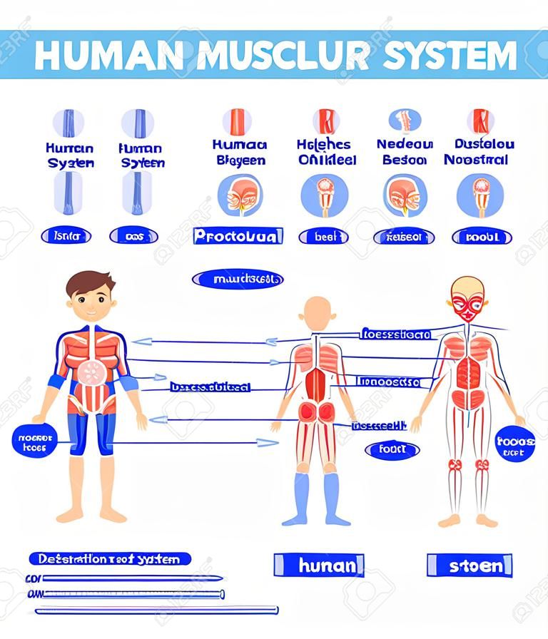 hoja de trabajo del diagrama del sistema muscular