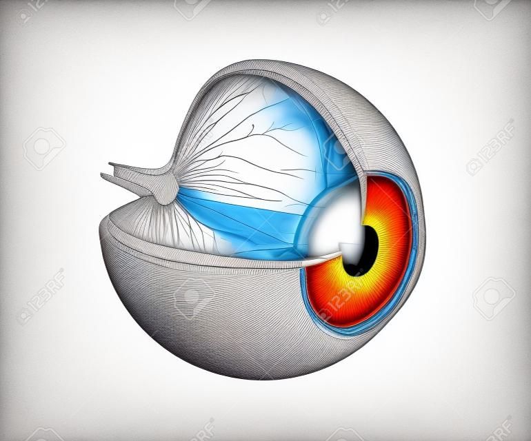 目の解剖学 - 白で隔離される内部構造