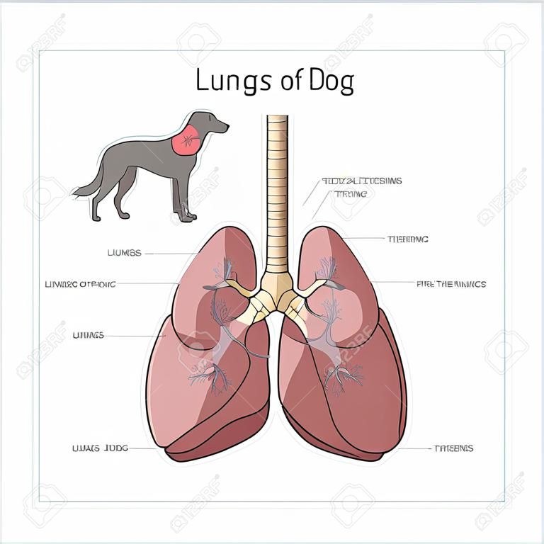 Veterinärvektor