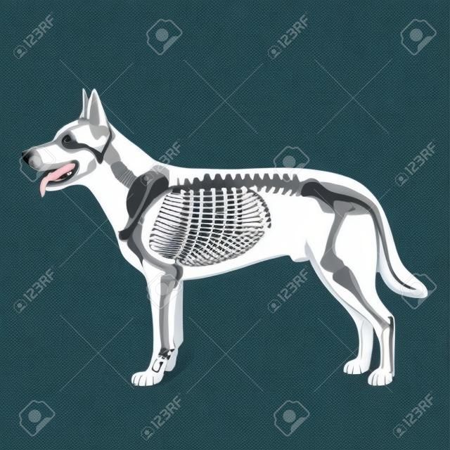 狗的骨架獸醫矢量插圖，狗骨學，骨頭