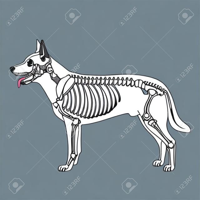 Dog skeleton veterinary vector illustration, dog osteology, bones