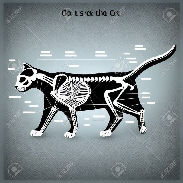 Cat scheletro illustrazione vettoriale veterinaria, cat osteology, ossa