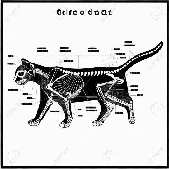 Esqueleto del gato ilustración vectorial veterinaria, osteología gato, huesos