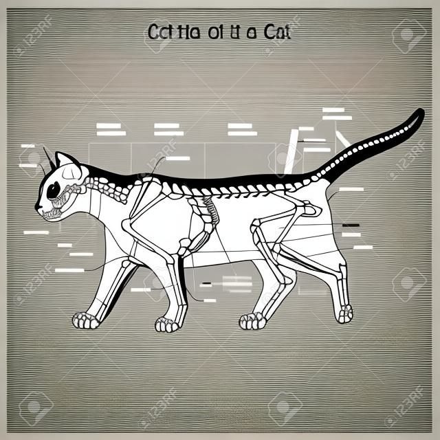 Esqueleto del gato ilustración vectorial veterinaria, osteología gato, huesos