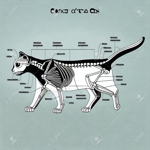 Кошка скелет ветеринарный векторные иллюстрации, кошка остеология, кости