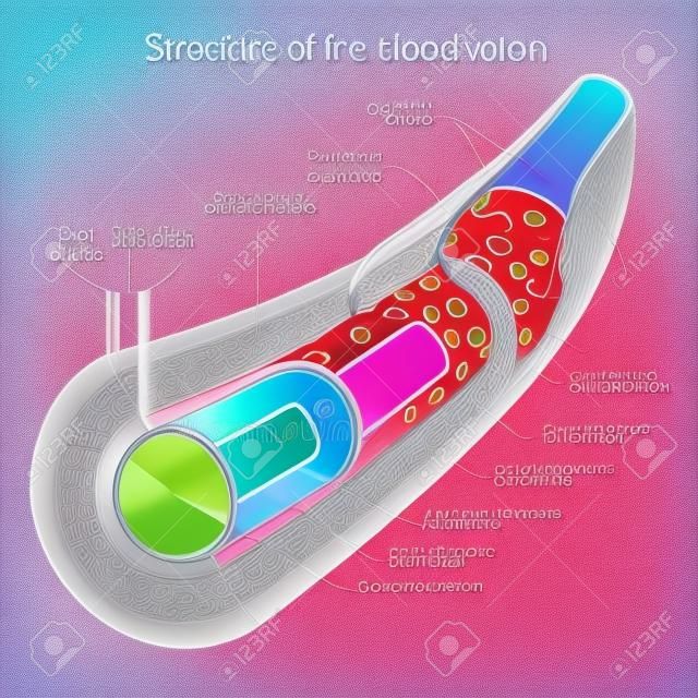 Struktura kolorowych ilustracji wektorowych systemu medycznego naczyń krwionośnych. materiały edukacyjne
