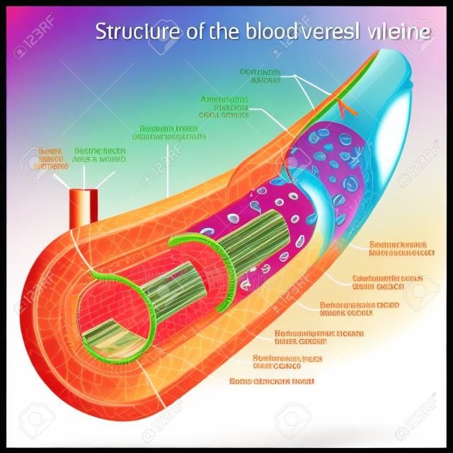 Estructura de la ilustración del vector esquema de colores médica de los vasos sanguíneos. Material educativo