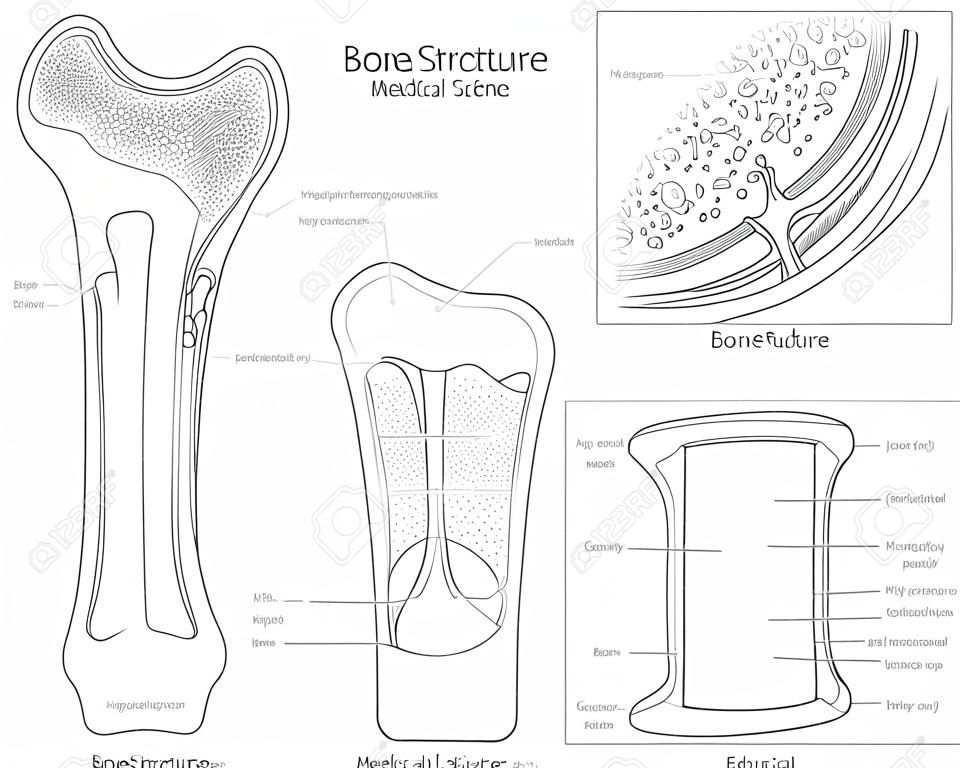 Ilustração vetorial da ciência educacional médica da estrutura óssea.