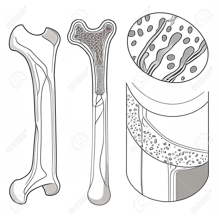 Ilustracja medycznego kośćcu edukacyjne nauka wektorowych. Anatomia kości