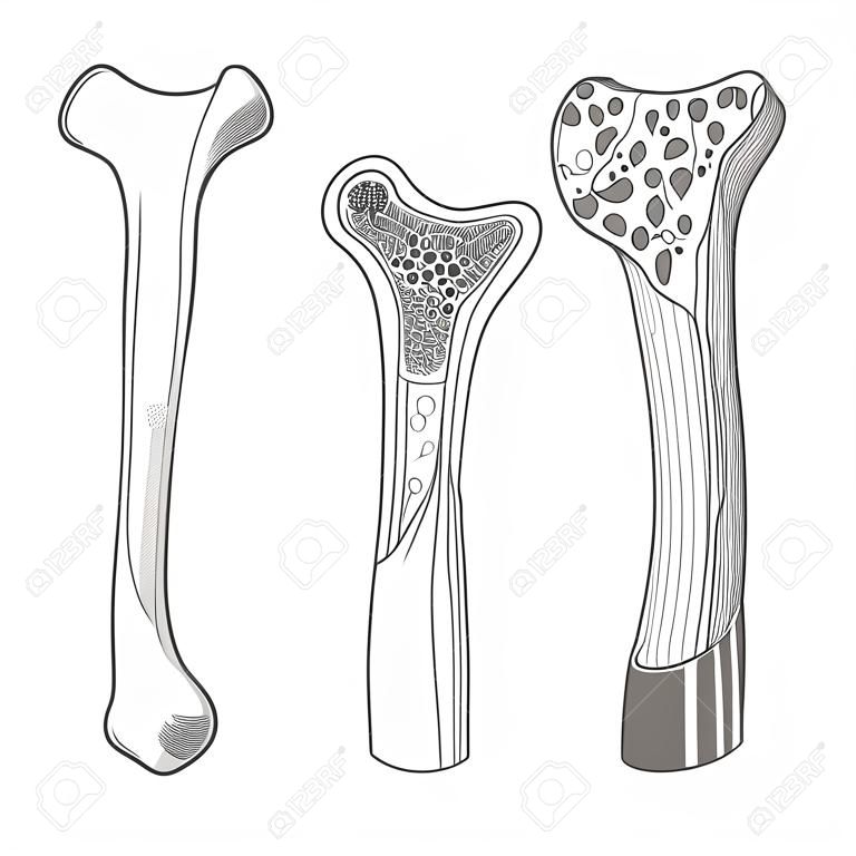 Ilustracja medycznego kośćcu edukacyjne nauka wektorowych. Anatomia kości