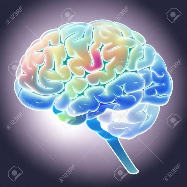 Estructura del cerebro humano ilustración vectorial esquemático. La ciencia médica ilustración educativa
