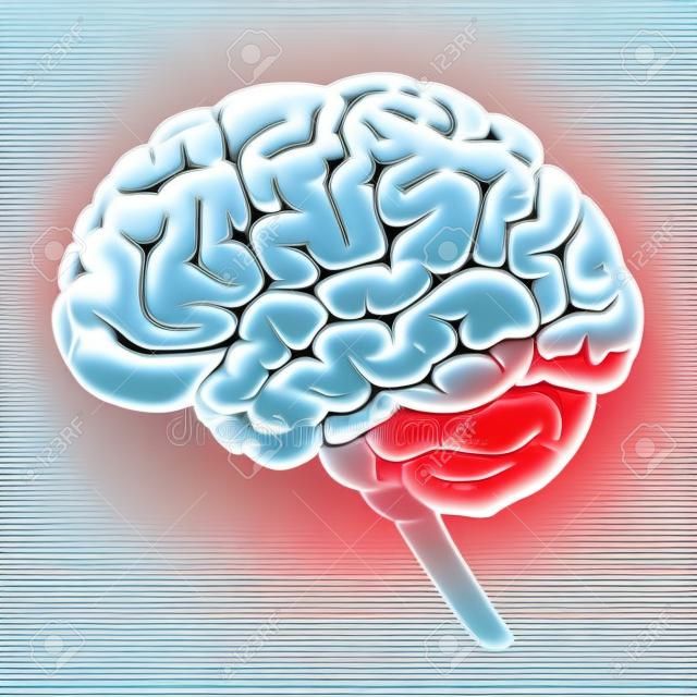 Struktura ludzkiego mózgu ilustracji wektorowych schematyczne. Medycyna ilustracji edukacyjne