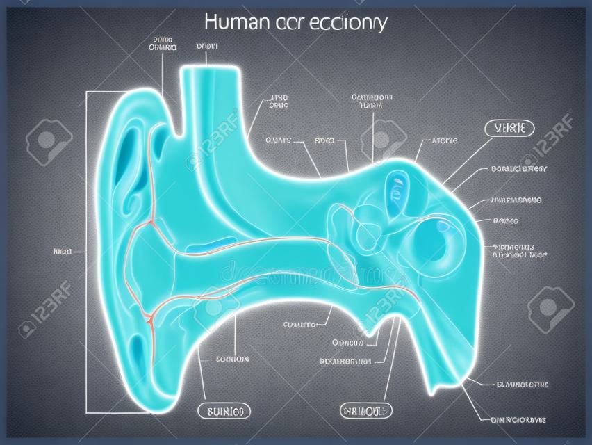 Human ear structure medical educational science vector illustration. Ear anatomy