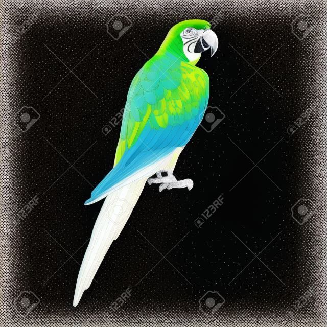 Oiseau perroquet cacatoès ara gravure illustration vectorielle. Imitation de style planche à gratter. Image dessinée à la main en noir et blanc.