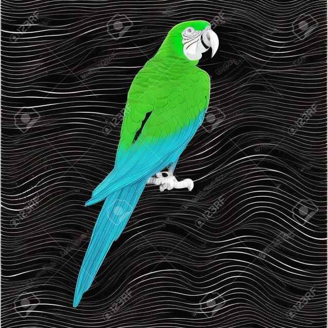 鸚鵡美冠鸚鵡金剛鸚鵡鳥版畫矢量圖。刮板風格的模仿。黑白手繪製的圖像。