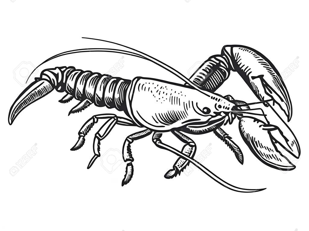 Illustration vectorielle de homard mer animaux gravure. Imitation de style planche à gratter. Image dessinée à la main en noir et blanc.