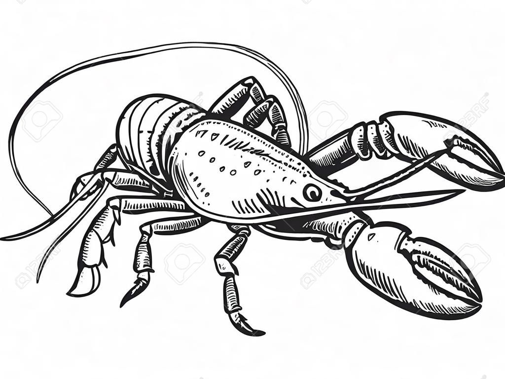 Illustration vectorielle de homard mer animaux gravure. Imitation de style planche à gratter. Image dessinée à la main en noir et blanc.