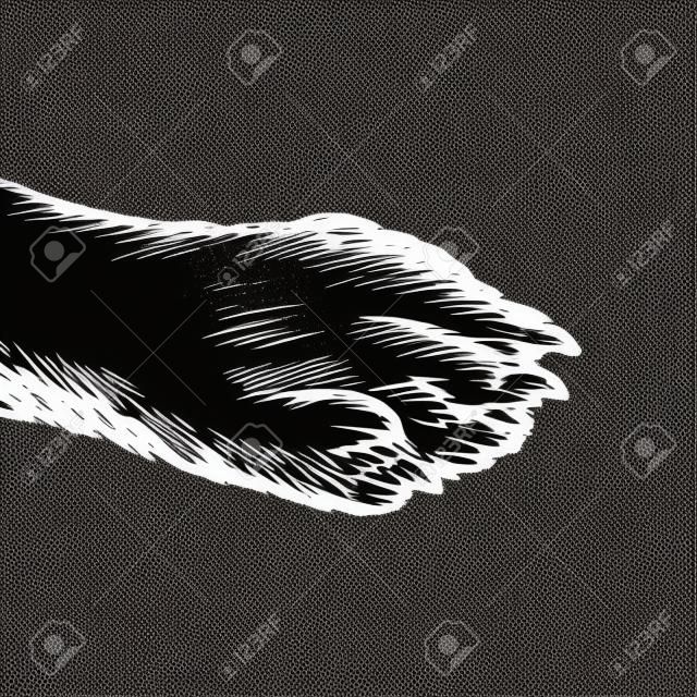 Dog paw engraving vector illustration. Scratch board style imitation. Black and white hand drawn image.